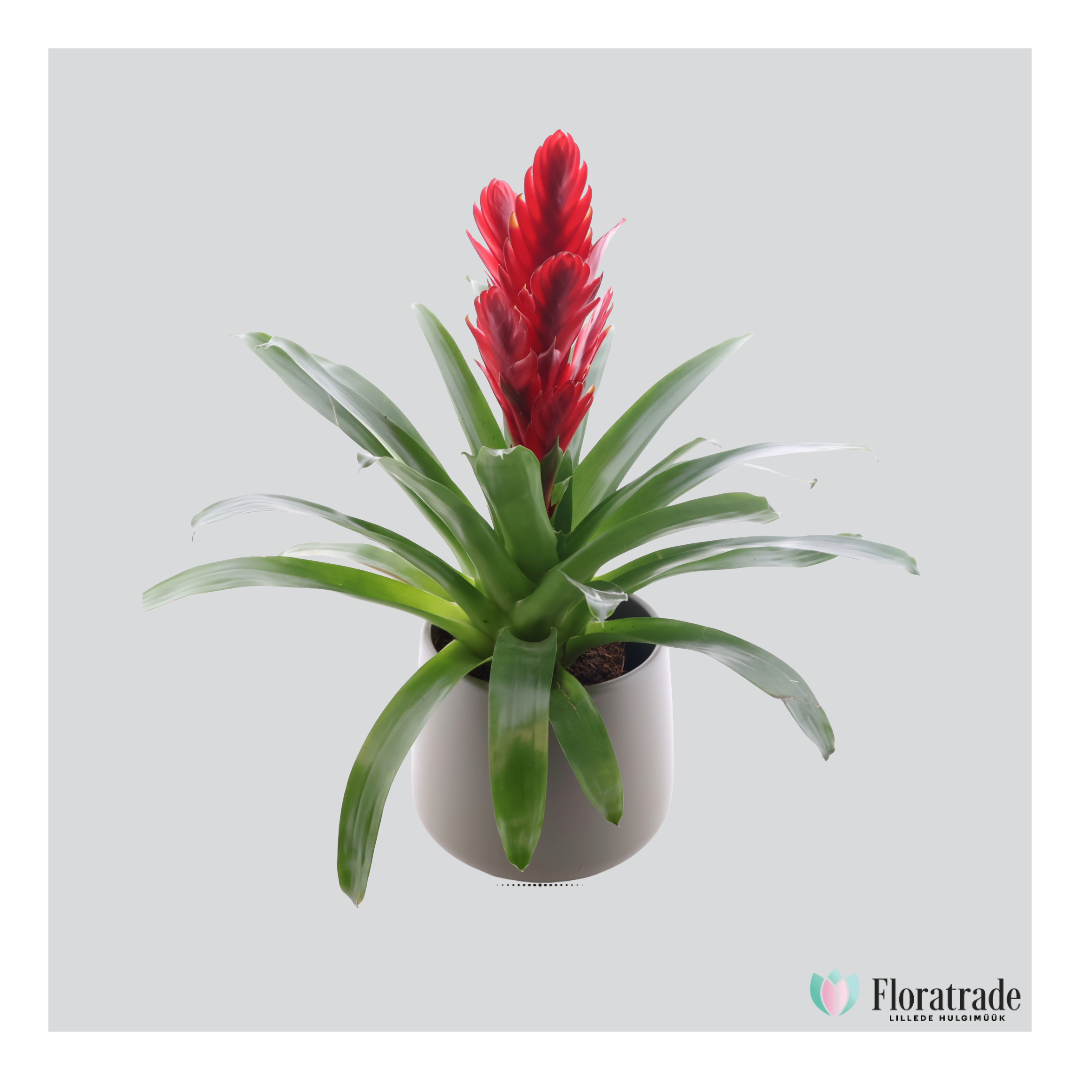 Vriesea.png (483 KB)